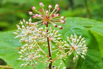 Spikenard Essential Oil Is an Awesome Natural Way to Alleviate Stress & Insomnia