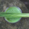 Wheatgrass Juice: How It Helps You Shed Pounds & Strengthen Your Immunity