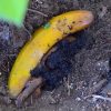 Best Ways to Fertilize Your Garden without Composting