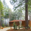 Green Funeral Movement: How Is the Scattering of Ashes Helping Keep Forests Clean Forever?