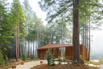 Green Funeral Movement: How Is the Scattering of Ashes Helping Keep Forests Clean Forever?