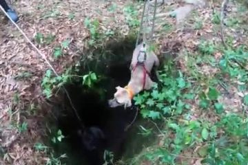 Wonderful Hiker Rescues a Dog Trapped in a Floridian Cave