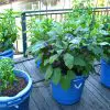 5 Awesome Veggies You can Easily Grow in Containers