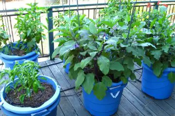 5 Awesome Veggies You can Easily Grow in Containers