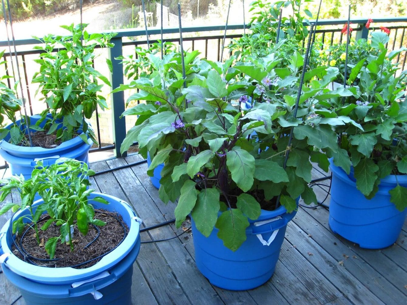 5 Awesome Veggies You can Easily Grow in Containers