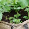 People Are Growing Gardens Right Out of Bags of Soil & It Seems Genius
