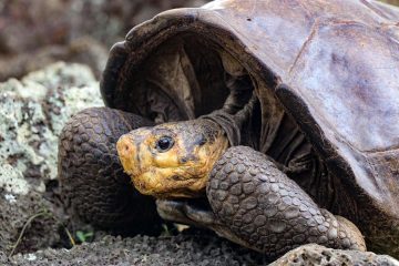 A Giant Tortoise from Extinct Species Found on Fernandina Island