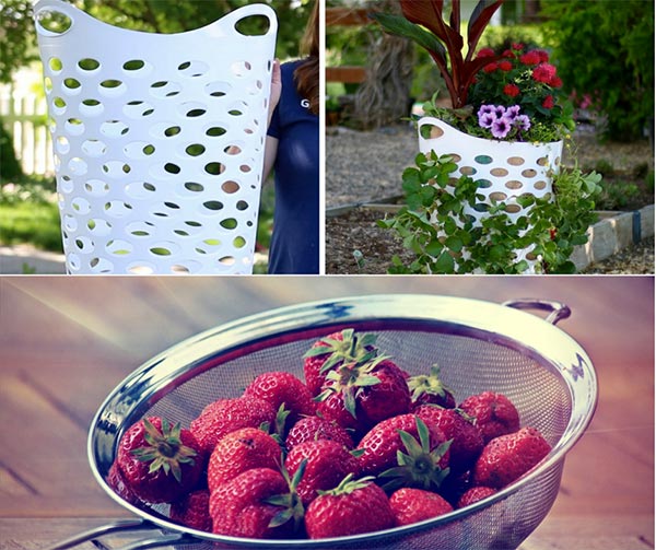 People Are Using Cheap Laundry Baskets to Grow Delicious Strawberries