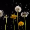 Rubber from Dandelions Is Making Tires Sustainable: a Wonderful Plant