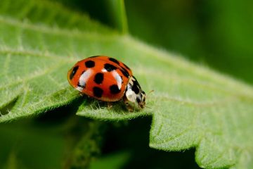 These Ladybug Impostors are not here to Bring Good Luck, they’re here to Bite