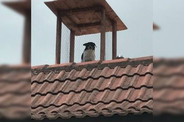 Dad Builds a Rooftop Lookout Post for His Dog to Keep an Eye on Everyone