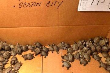 Folks in New Jersey Are Caring for more than 800 Baby Turtles Rescued from Storm