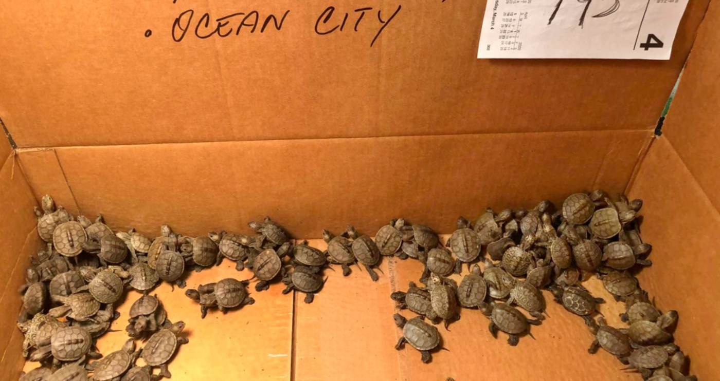 Folks in New Jersey Are Caring for more than 800 Baby Turtles Rescued
