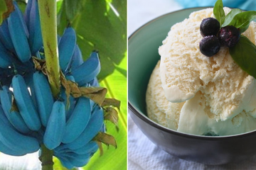 The Blue Java Banana: It Apparently Tastes like Vanilla Ice Cream