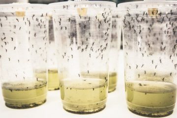 This ‘Miraculous’ Mosquito Hack Cuts the Rate of Dengue Disease by 77%