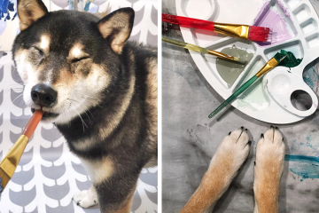 Heartwarming: Owners Teach their Shiba Inu to Paint so that they can Communicate