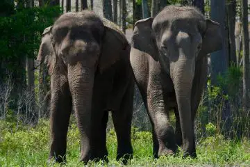 35 Circus Elephants Arrive at Florida Sanctuary to Retire among Forest, Grassland & Water