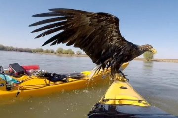 Kayakers Save a Pair of Rare Eagles Drowning in the Danube River