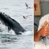 Lobster Diver Swallowed by Humpback Whale in Cape Cod Says He Was ‘Completely Inside’