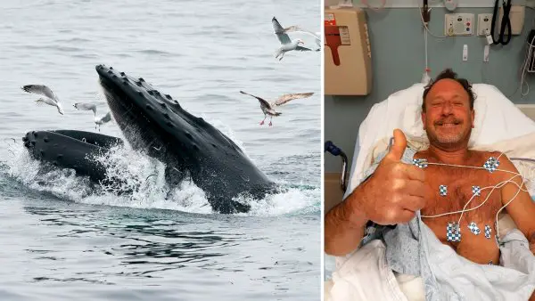 Lobster Diver Swallowed by Humpback Whale in Cape Cod Says He Was ...