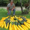 Man Transforms a Traffic Island into a Garden to Grow Food for the Homeless