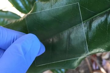 Scientists Create Transparent Wood almost as Clear as Glass to Be Used for Stronger & Insulating Windows