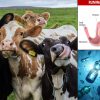 Microbes Found in Cow Stomach can Dissolve Plastic-Could this be a Sustainable Way to Lower Plastic Pollution?