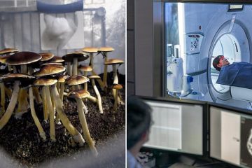 New Study Finds: Psychedelics Encourage Growth of Neural Brain Connections that are Lost in Depression