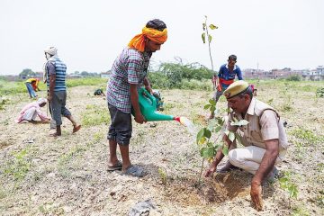 India’s Doing it again: They Plant 250 Million Saplings as Part of their Reforesting Campaign