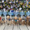 Comfort Dogs from Several States Gather to Lend a Paw of Comfort to Miami Condo Rescuers