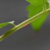 Tiny Needle-like Sensors Inserted into Plants are the Latest Addition to Precision Agriculture