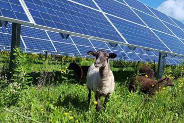 Sheep Grazing below Minnesota Solar Panels Are Helping Pollinators Thrive