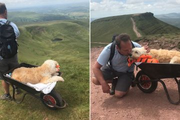 Man Takes Dying Dog for One Last Walk Up the Mountain Carrying It in a Wheelbarrow