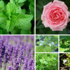 The Best Cooling Herbs to Enjoy in Late Summer