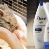Breaking News: Dove, World’s 2nd Largest Beauty Brand, Bans Animal Testing & Goes Cruelty-Free