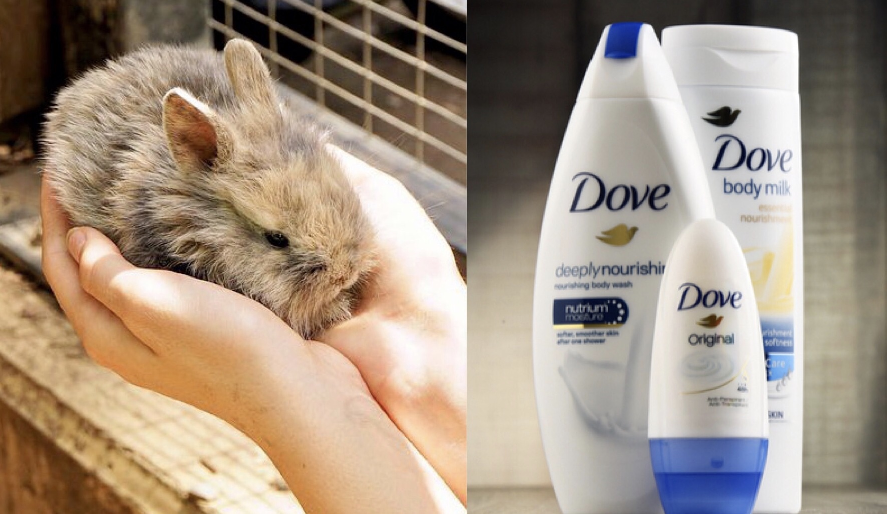 Breaking News Dove, World’s 2nd Largest Beauty Brand, Bans Animal Testing & Goes CrueltyFree