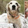 Heroic Dog Dies Protecting His Owner & Dog Friends from a Bear