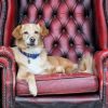 Two-Legged Pooch Rescued from Afghanistan Has Recovered & Enjoying Life in Manchester