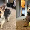 Meet Ranger: Tiny German Shepherd with Dwarfism that Makes Him Look like a Puppy Forever