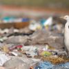 Canada Declares Plastics Toxic & Opens the Way for Its Restrictions