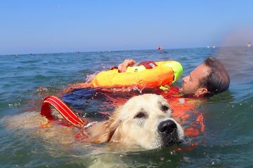 On Italian Beaches, these Highly-Trained Lifeguard Dogs Save Swimmers in Trouble