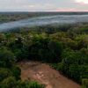 Devastating News: The Amazon Rainforest Is Releasing more Carbon than it Absorbs