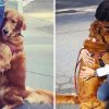 Friendly Golden Retriever Stops & Hugs Every Single Person She Sees on Her Walks