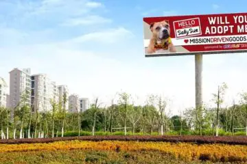 Dog Is Given His Own Billboard to finally Get Adopted & Leave the Shelter after Two Years