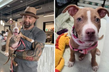 Actor Dave Bautista Adopts Abused Puppy & Offers $5,000 to Find the “Sick Piece of S**t” Who Harmed Her