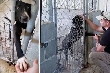 Shelter Dog Desperate for Love Tries to Hold Hands with Everyone Who Passes by His Kennel