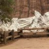 Here’s Why the World’s Largest Tree Is Wrapped in Protective Foil Blanket