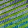 East England Farmers Now Grow Energy instead of Crops