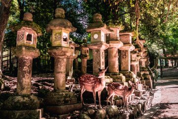 Man Creates Edible Plastic Bags to Protect the Sacred Deer of Nara in Japan