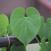 Meet Giloy: Ayurvedic Herb which Relieves Digestion & Encourages Body Detox